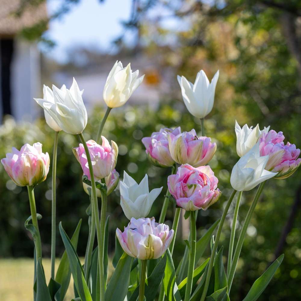 Tulipanblanding 'Mary'